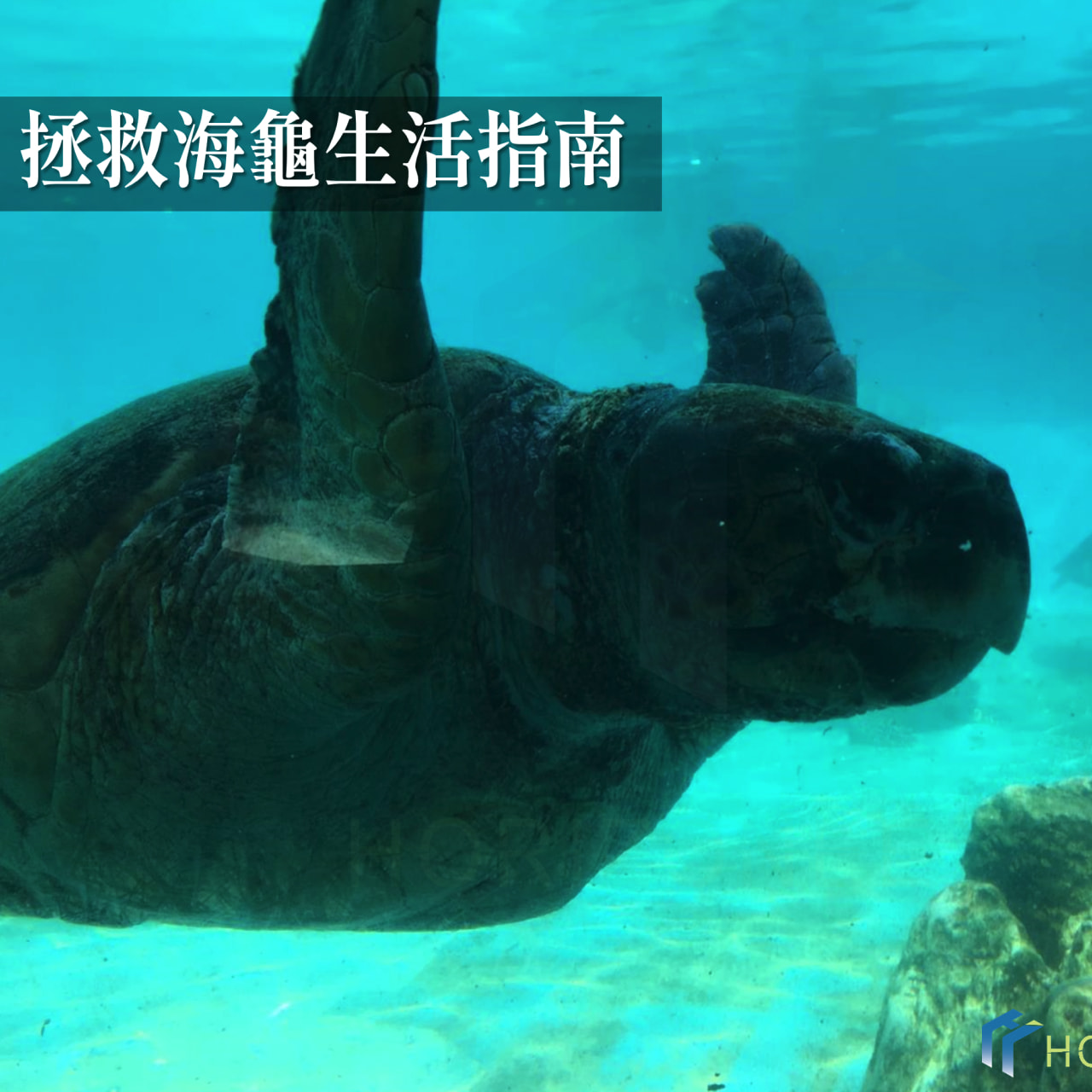 海龜在水中游泳的課程主題圖片